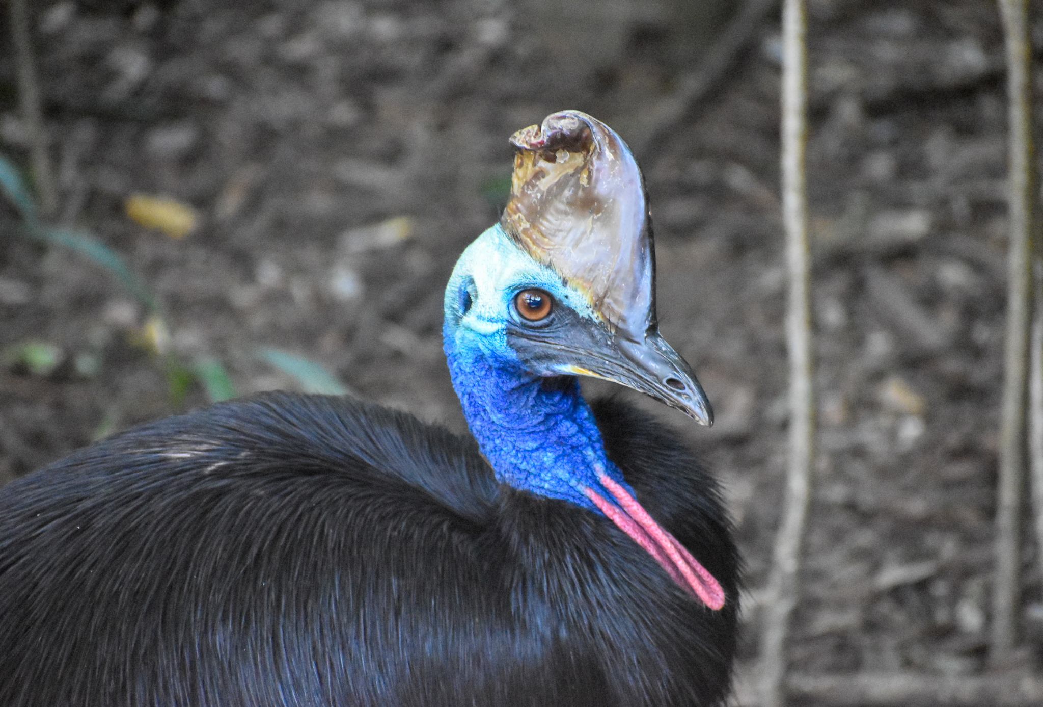 Southern Cassowary