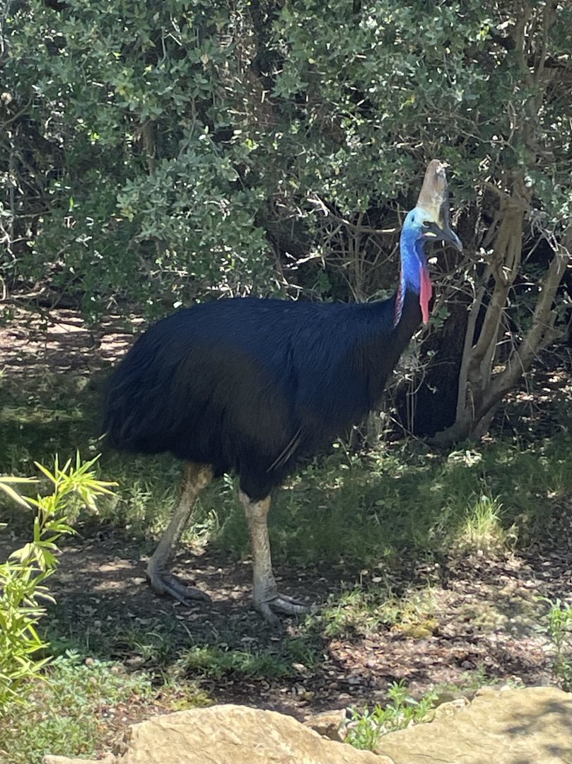 Southern Cassowary