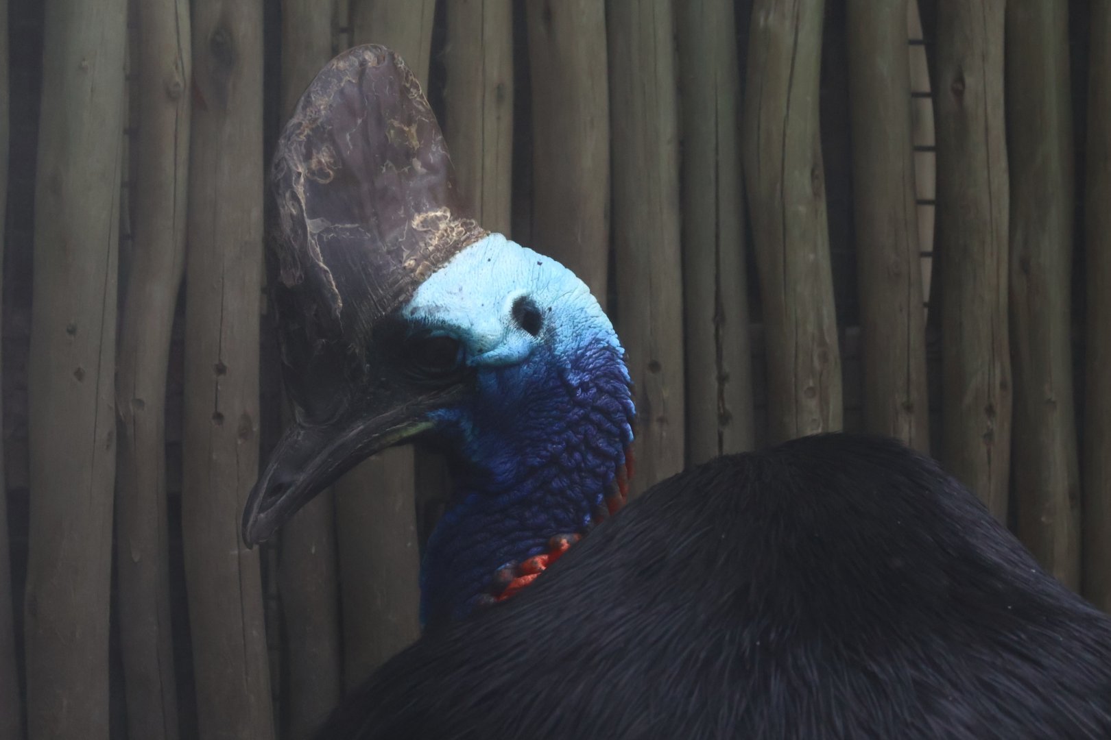 Southern Cassowary