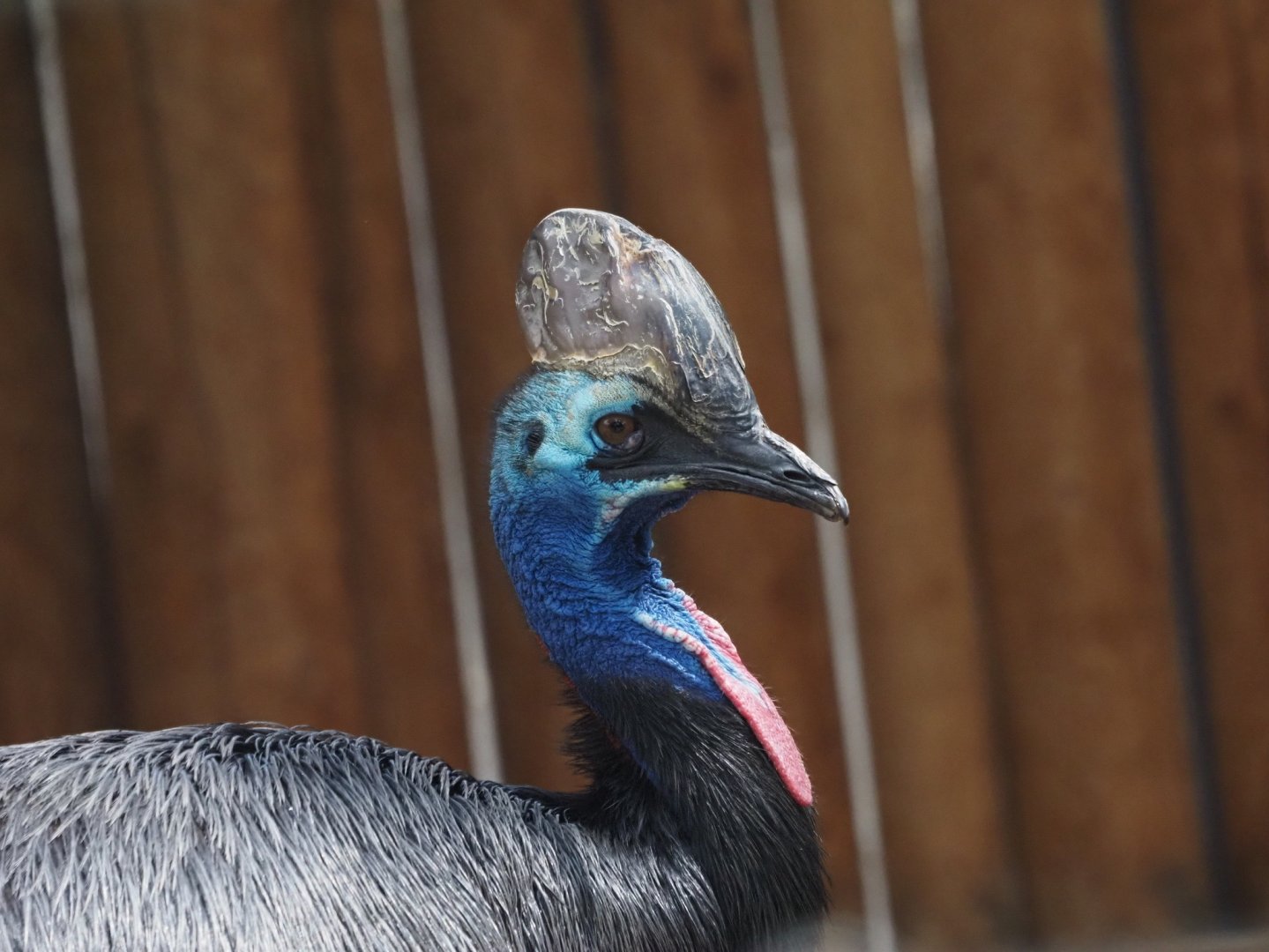 Southern cassowary
