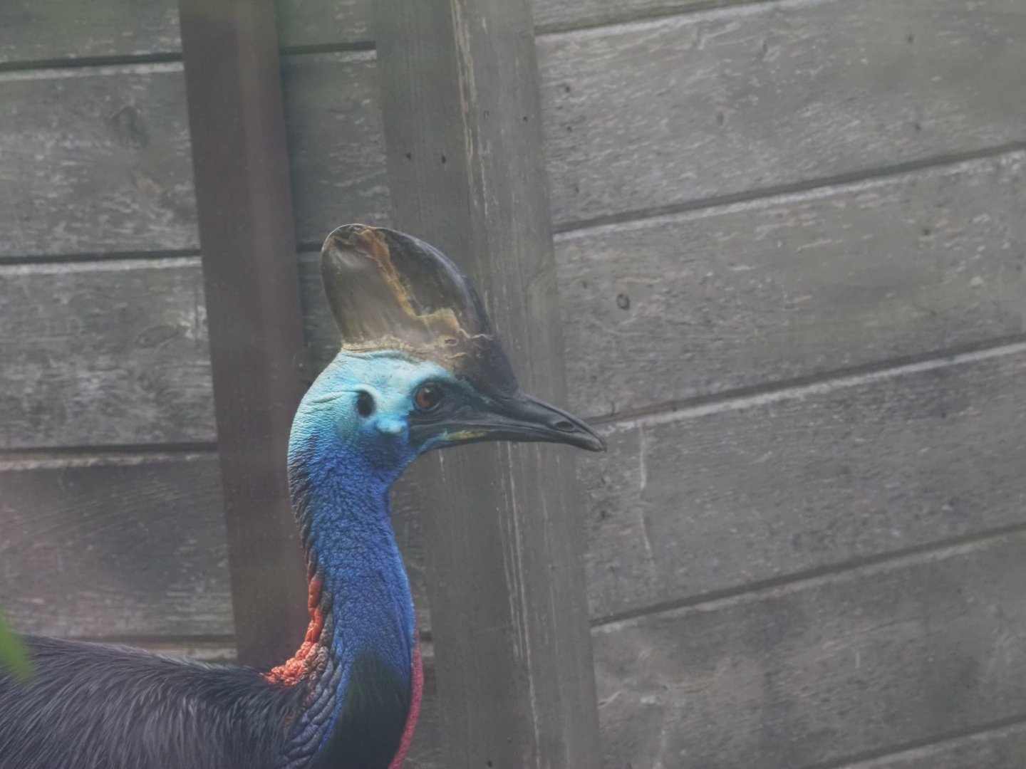 Southern Cassowary