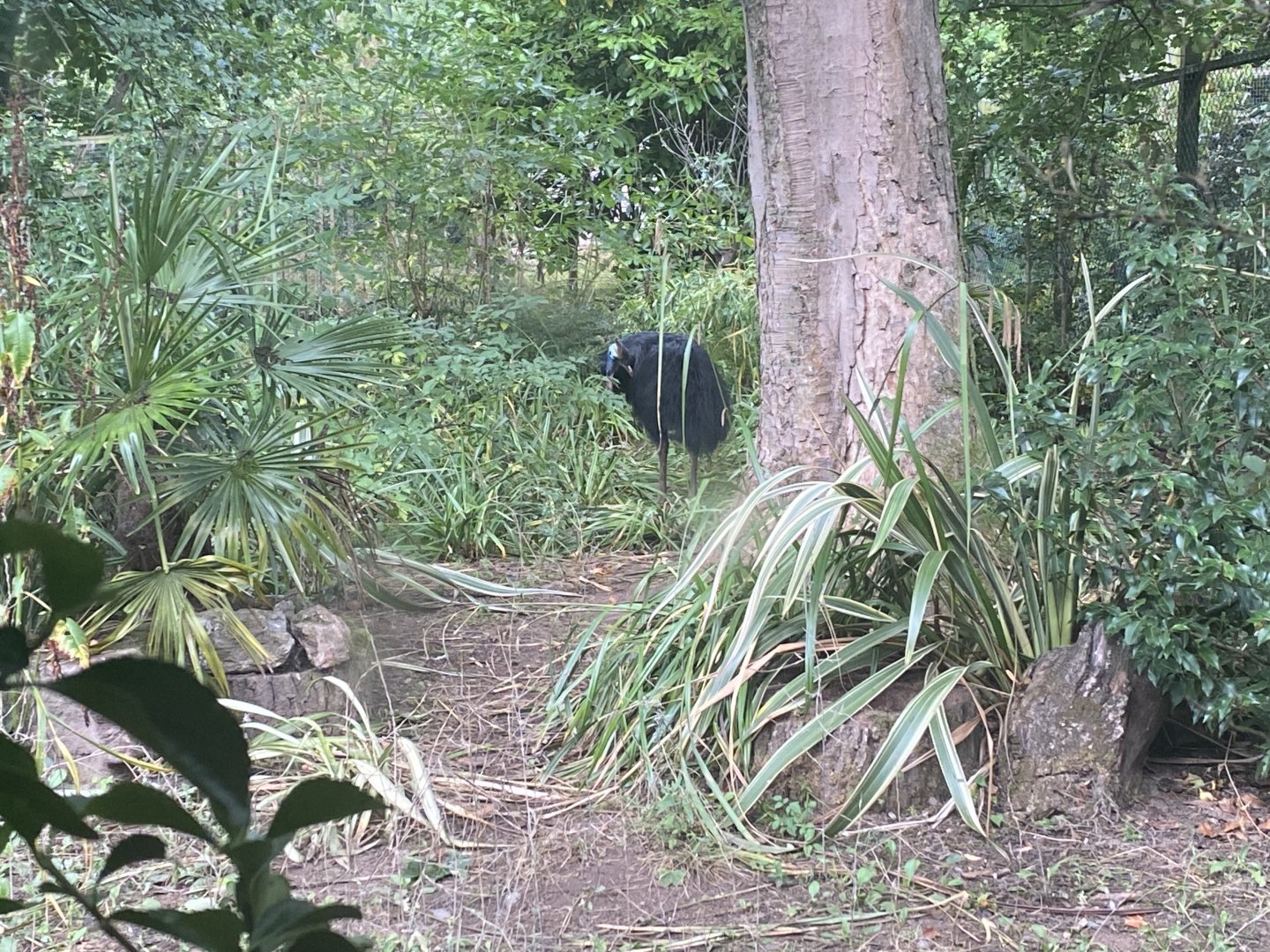 Southern cassowary