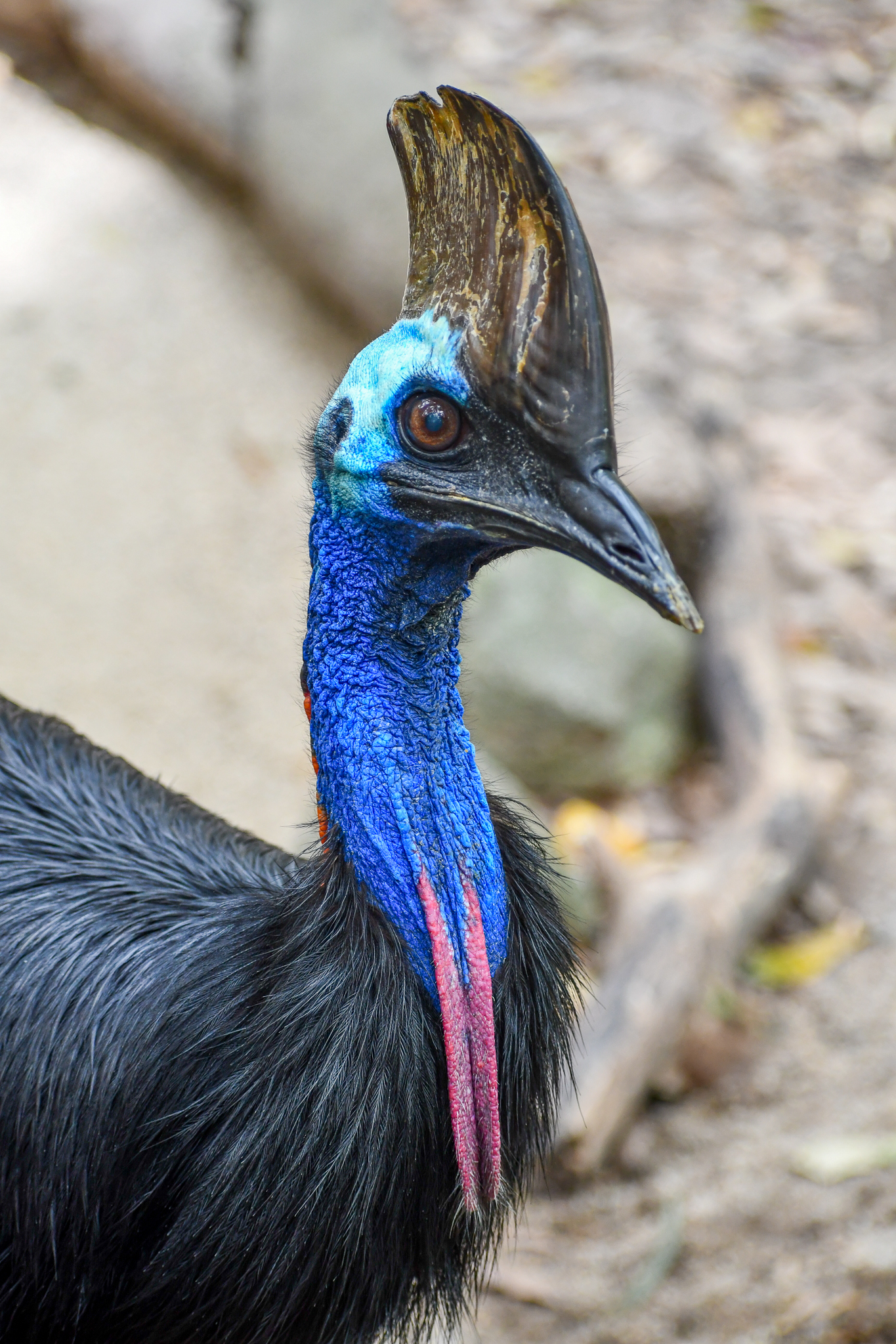 Southern Cassowary
