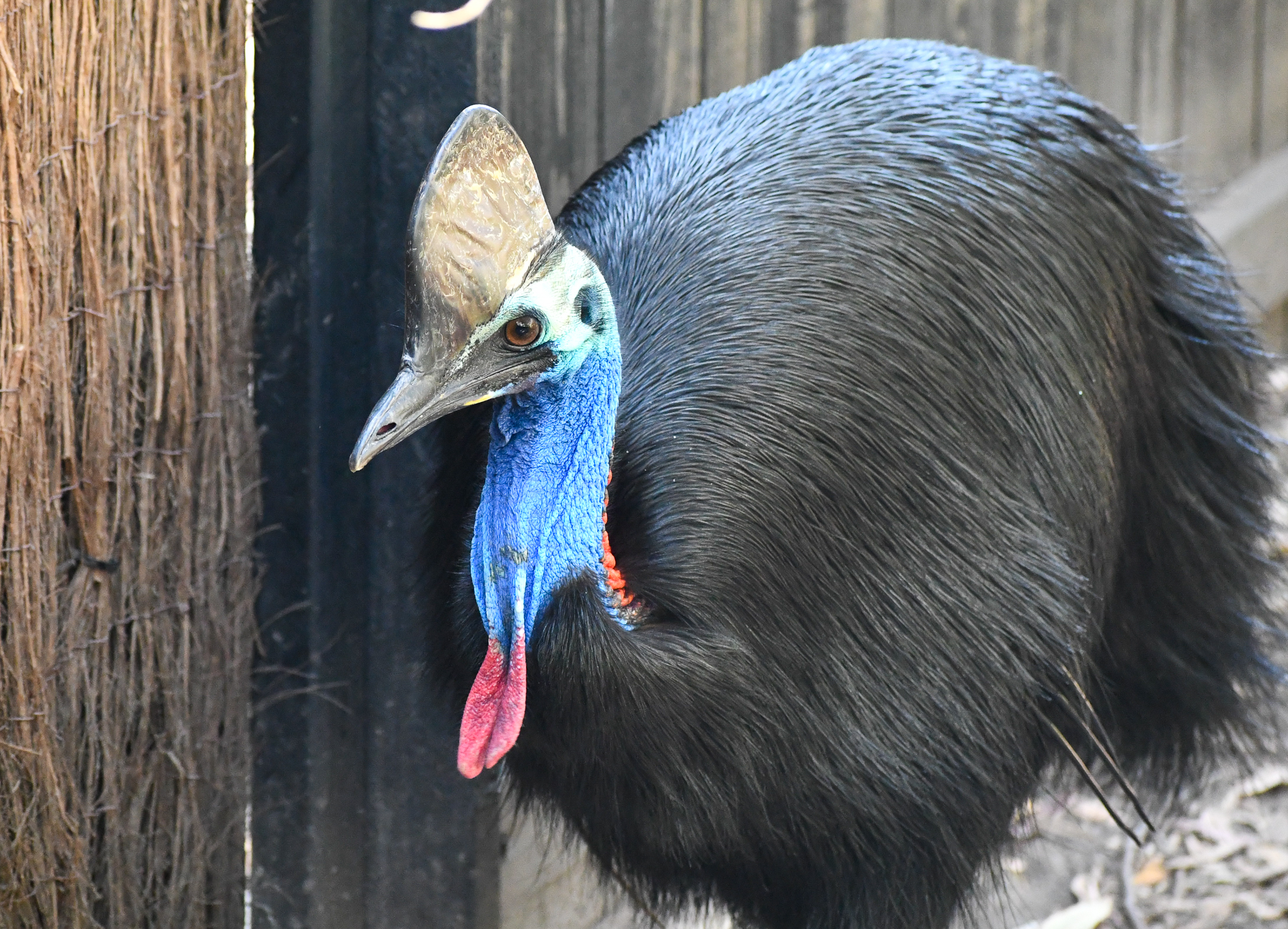Southern Cassowary