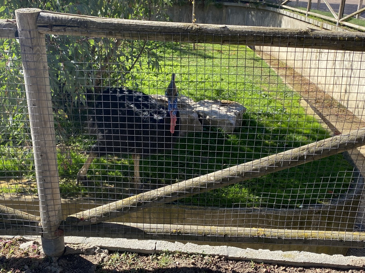 Southern cassowary