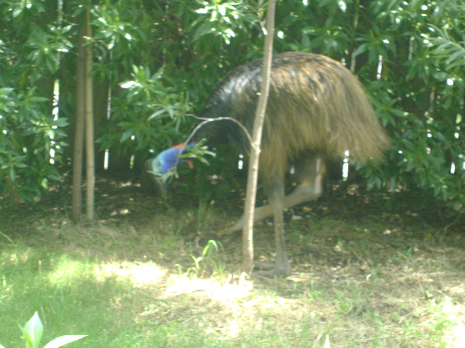 Southern Cassowary
