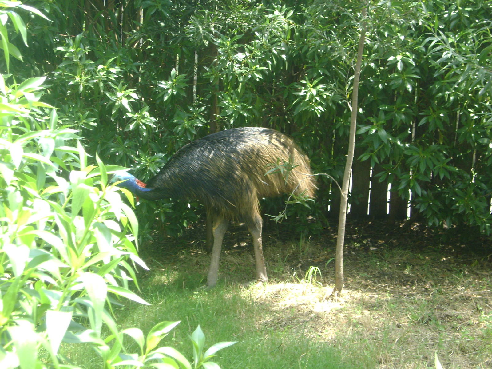 Southern Cassowary