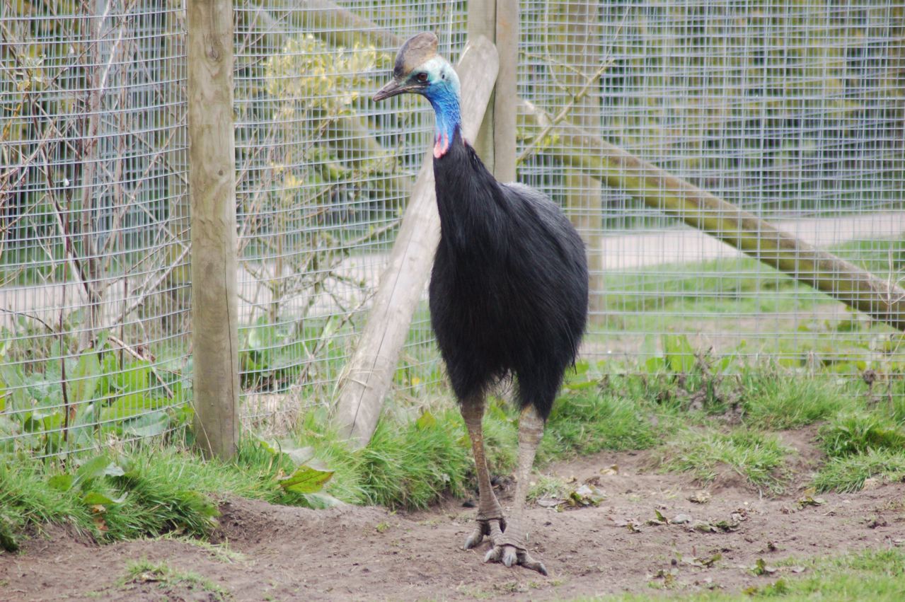 Southern Cassowary