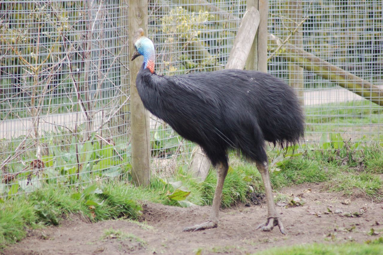 Southern Cassowary