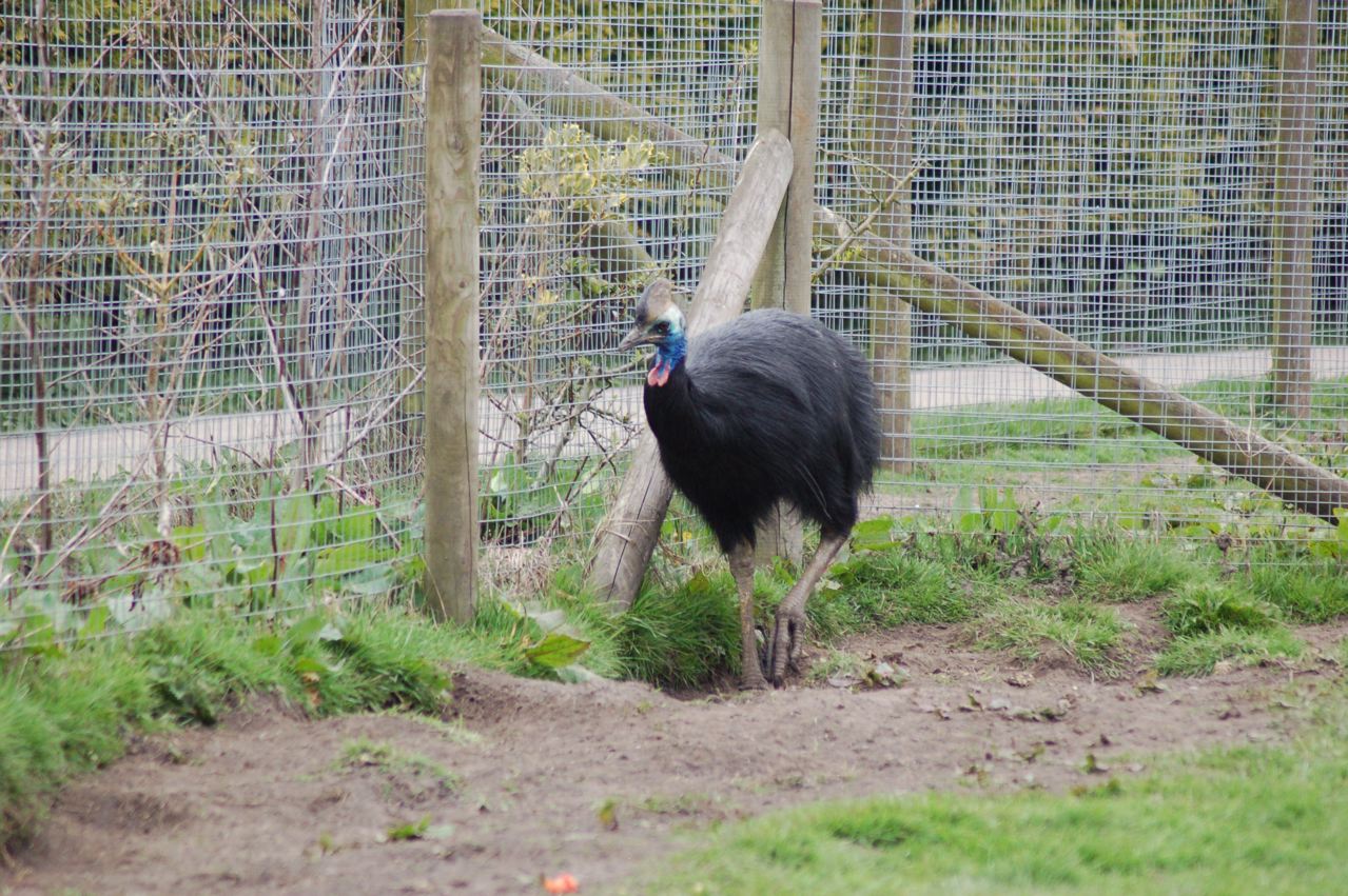 Southern Cassowary