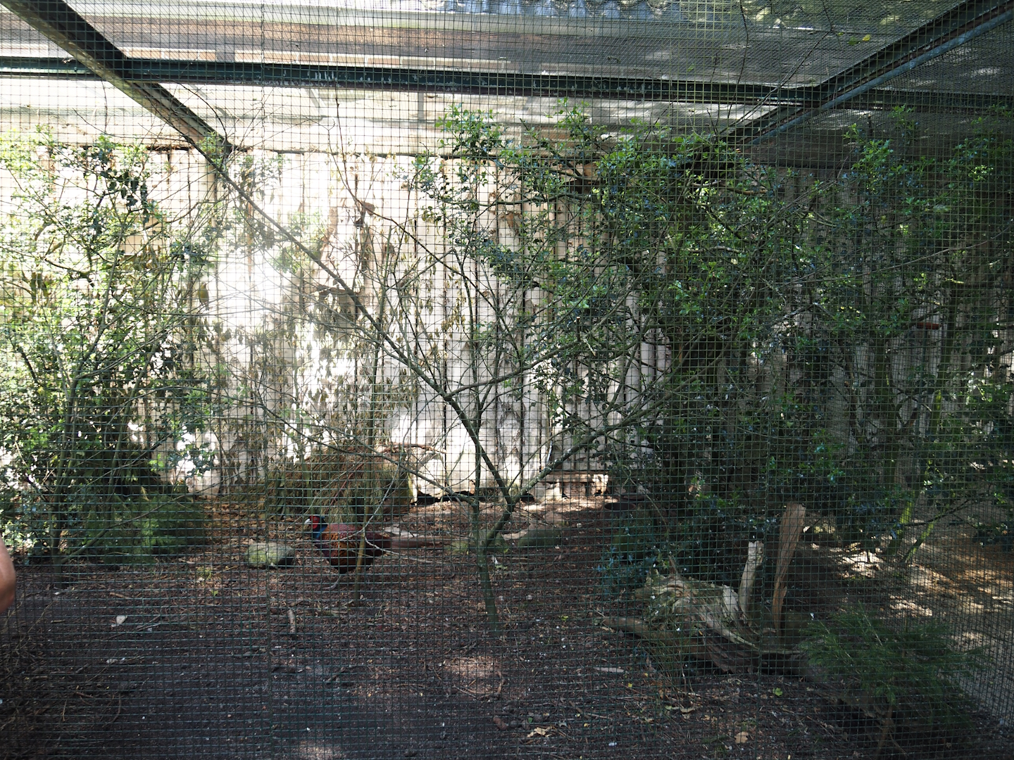 Southern Caucasian pheasant, European turtle dove and songbird aviary, 2024-05-21
