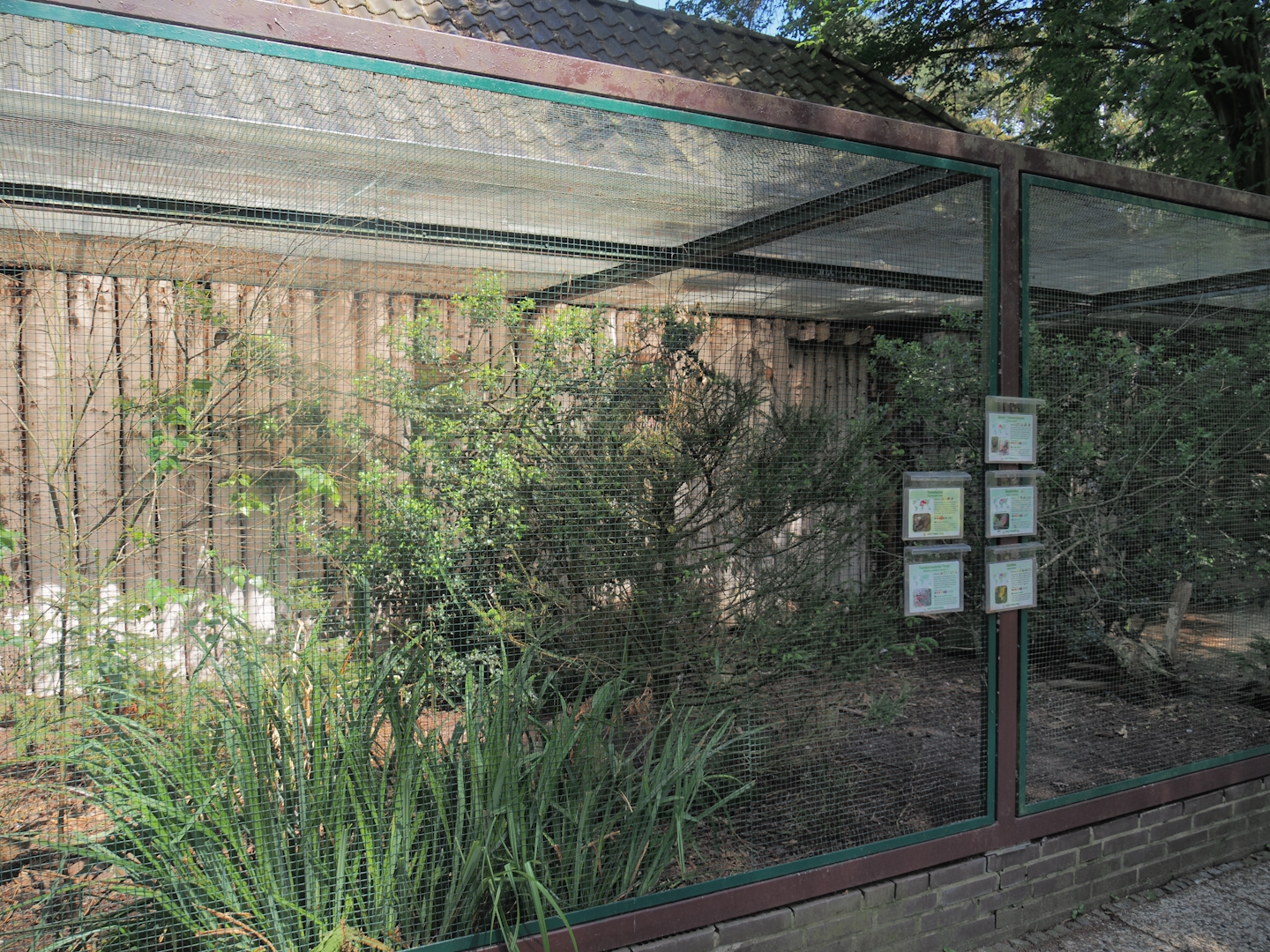 Southern Caucasian pheasant, European turtle dove and songbird aviary, 2024-05-21