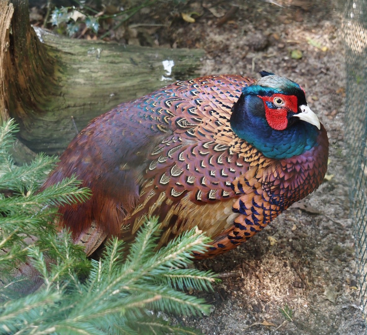 Southern Caucasian pheasant (Phasianus colchicus colchicus), 2024-05-21