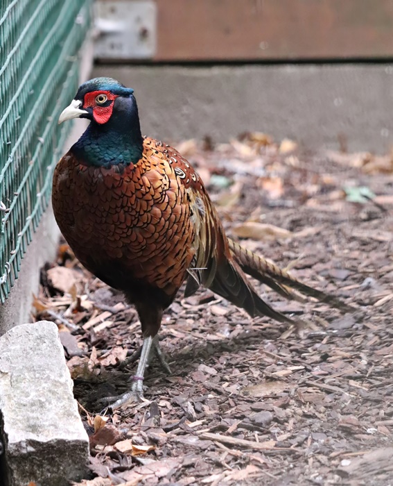 Southern Caucasian pheasant (Phasianus colchicus colchicus)