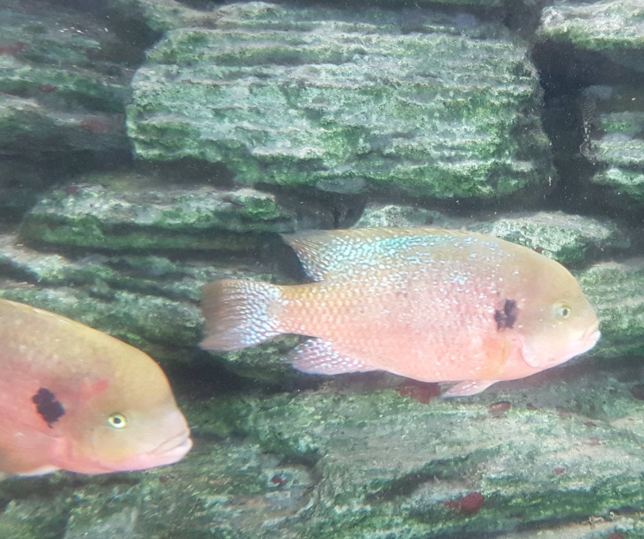 Southern checkmark cichlid - Theraps godmanni