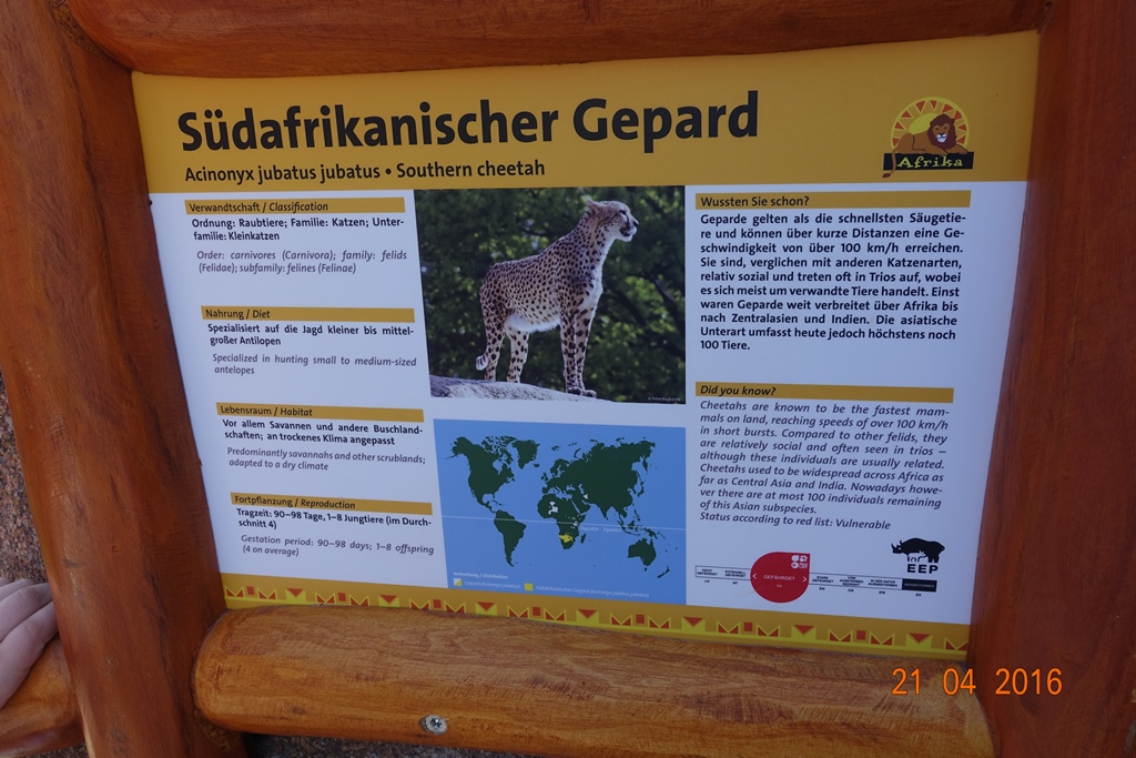 Southern cheetah 21.4.16