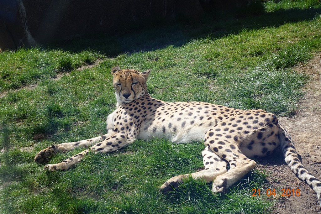 Southern cheetah 21.4.16