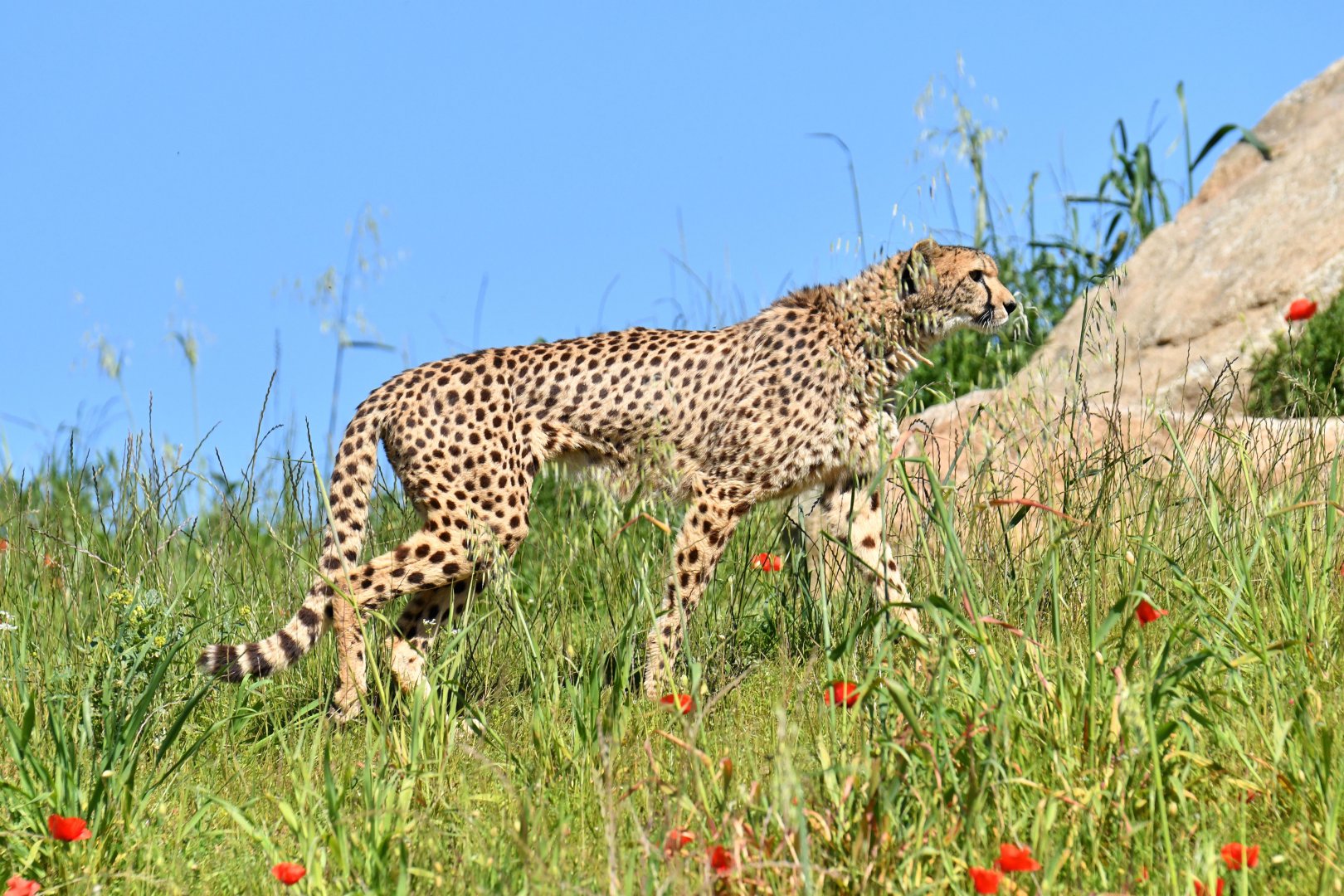 Southern cheetah (Acinonyx jubatus jubatus)