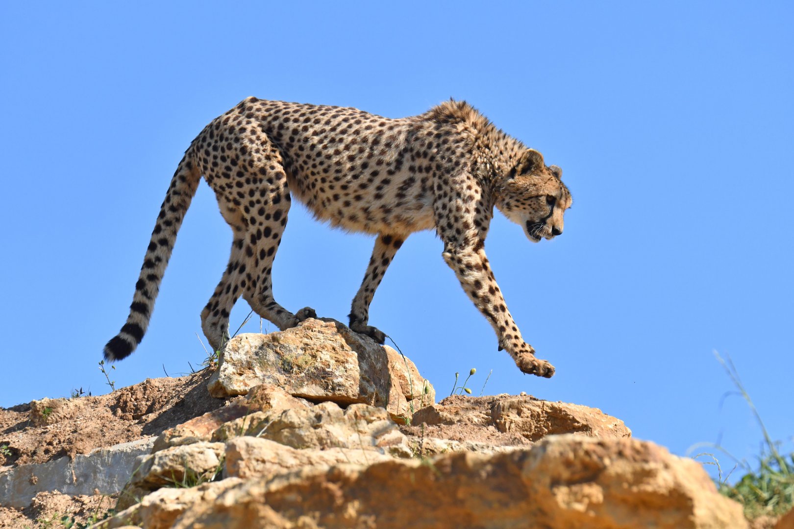Southern cheetah (Acinonyx jubatus jubatus)
