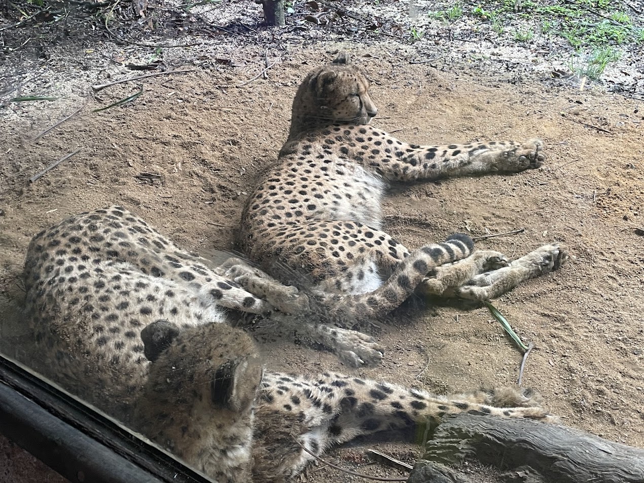 Southern Cheetah (Acinonyx jubatus jubatus)