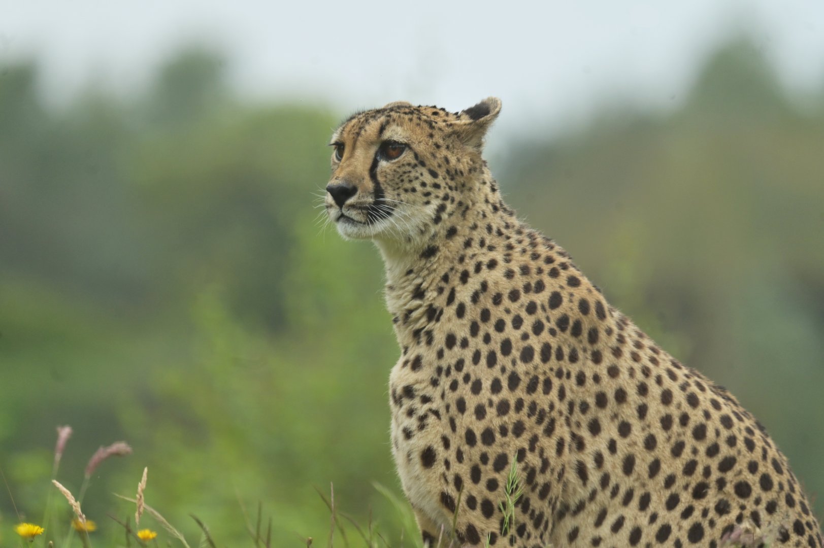 Southern cheetah (Acinonyx jubatus jubatus)
