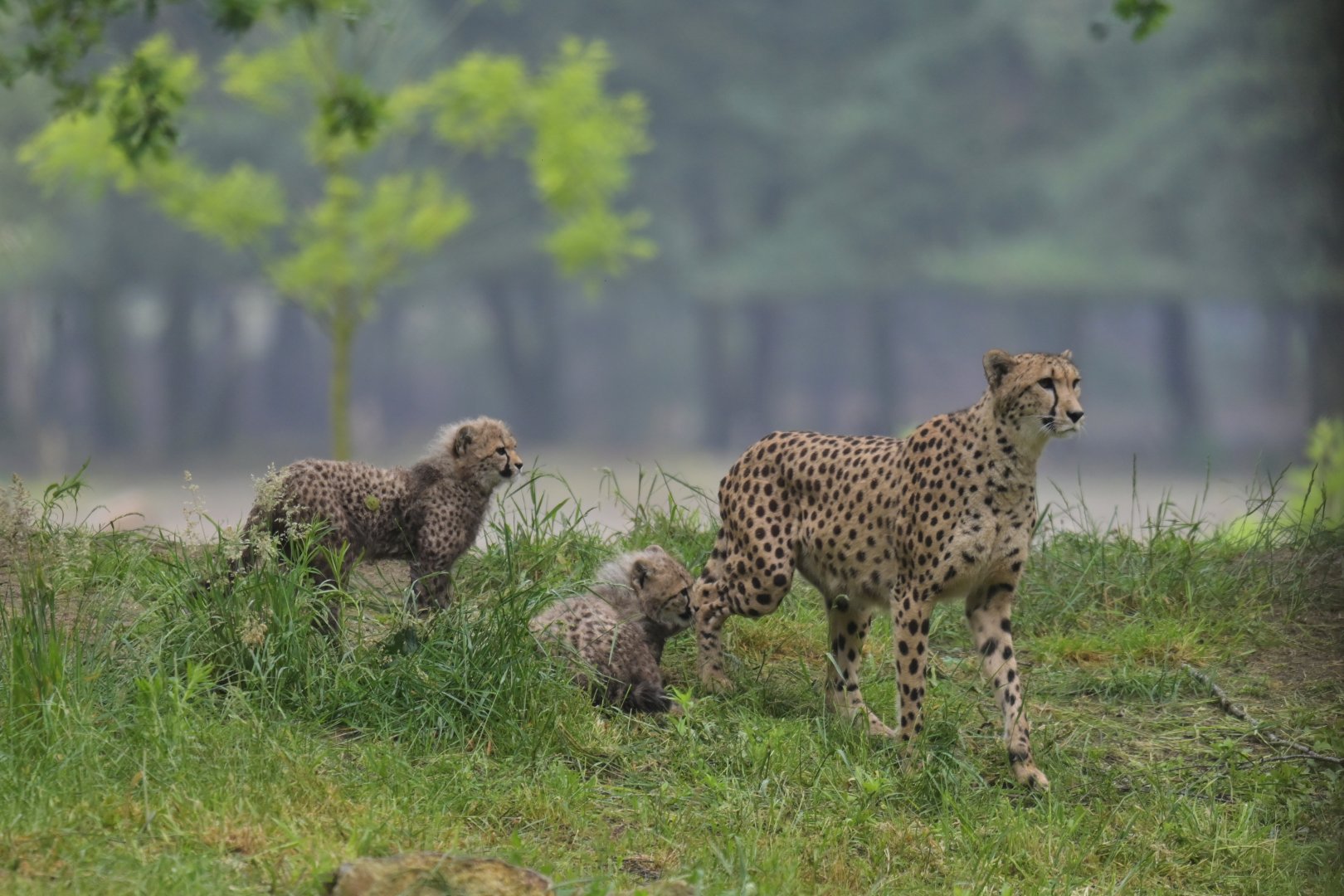 Southern cheetah (Acinonyx jubatus jubatus)