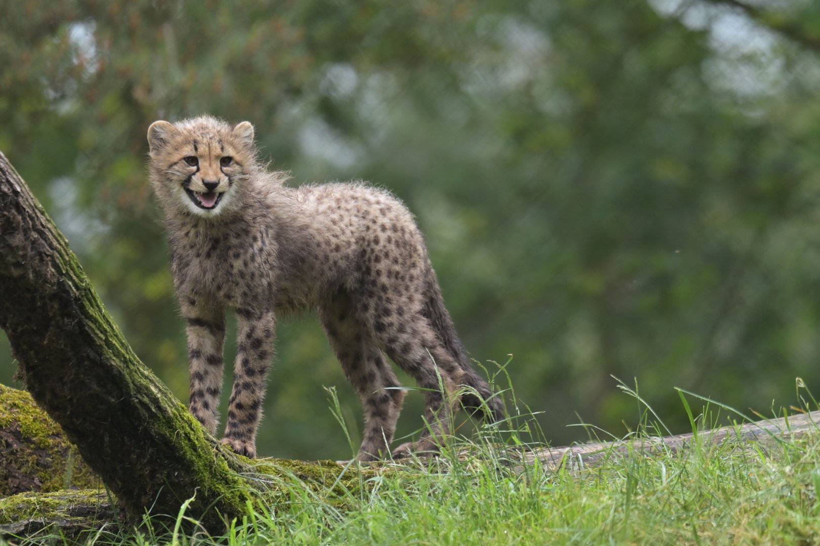 Southern cheetah (Acinonyx jubatus jubatus)