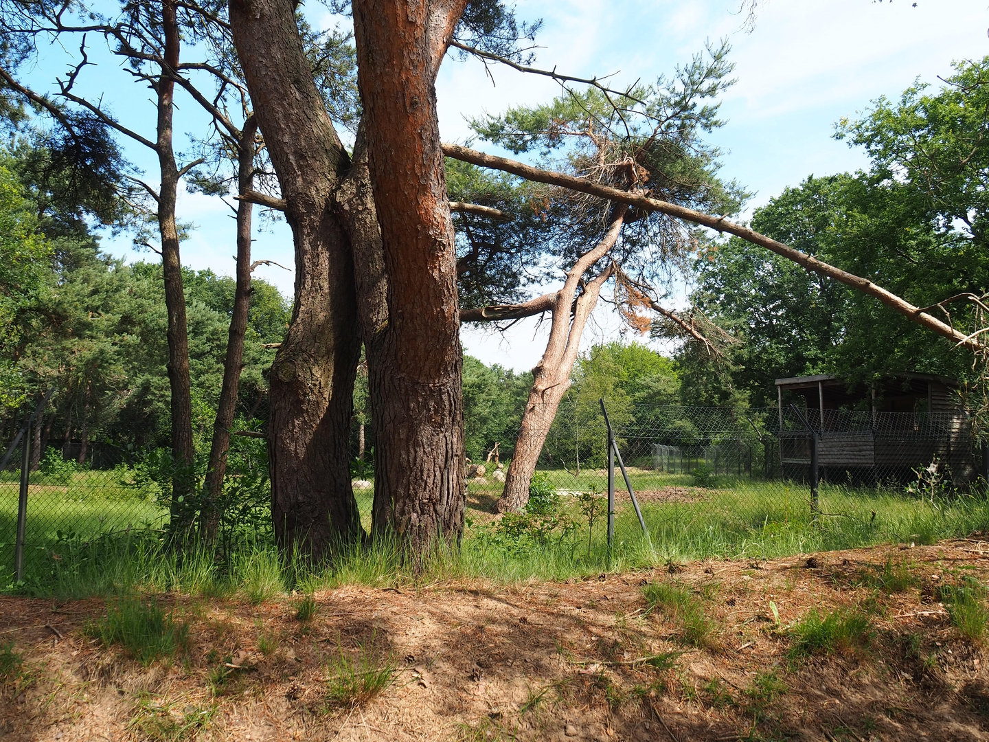 Southern cheetah exhibit, 2022-06-12