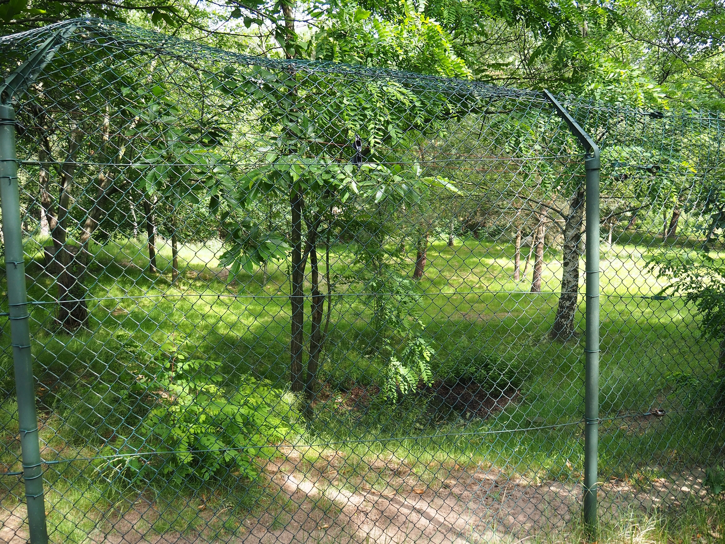 Southern cheetah exhibit, 2022-06-12