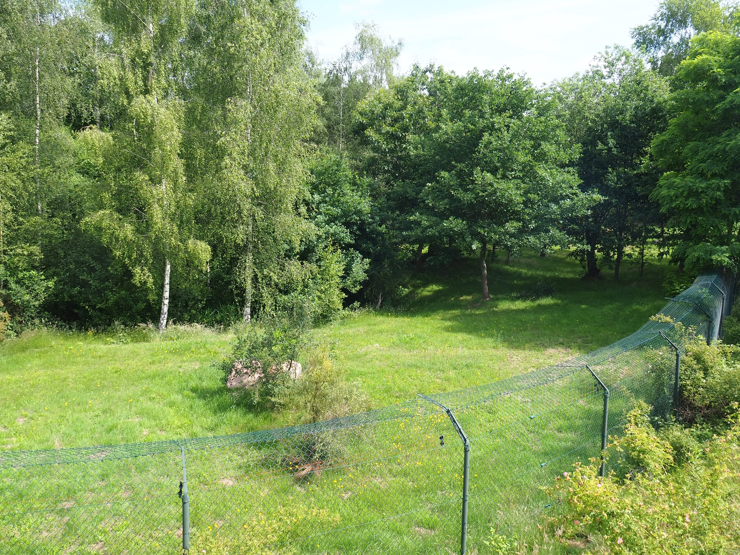 Southern cheetah exhibit, 2022-06-12