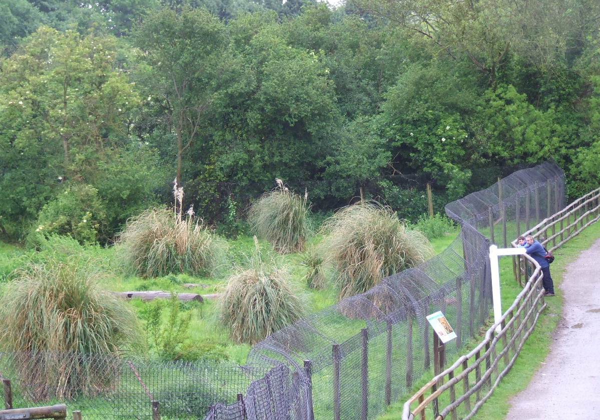 Southern Cheetah exhibit