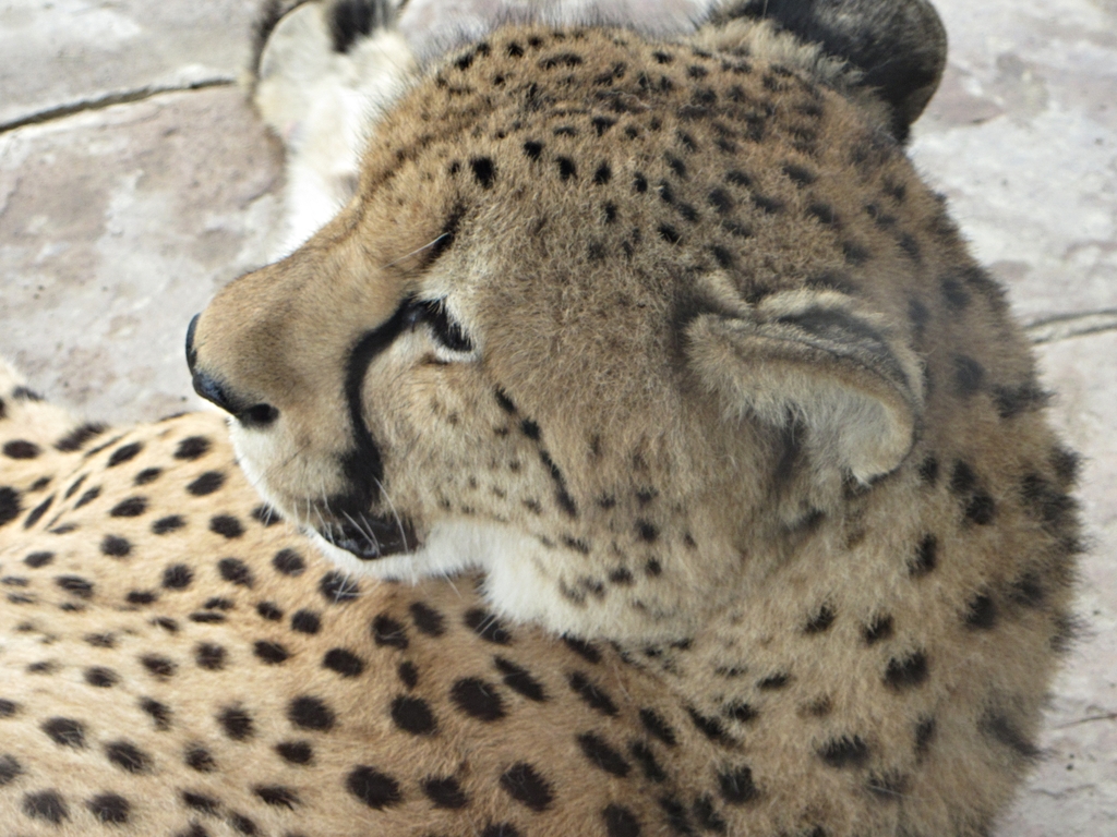 Southern Cheetah Profile