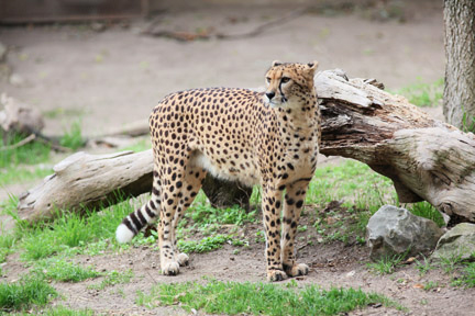 southern cheetah
