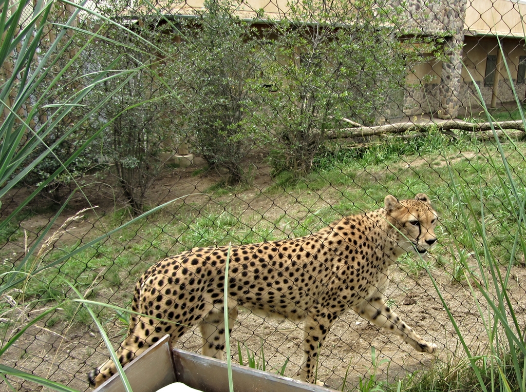 Southern Cheetah