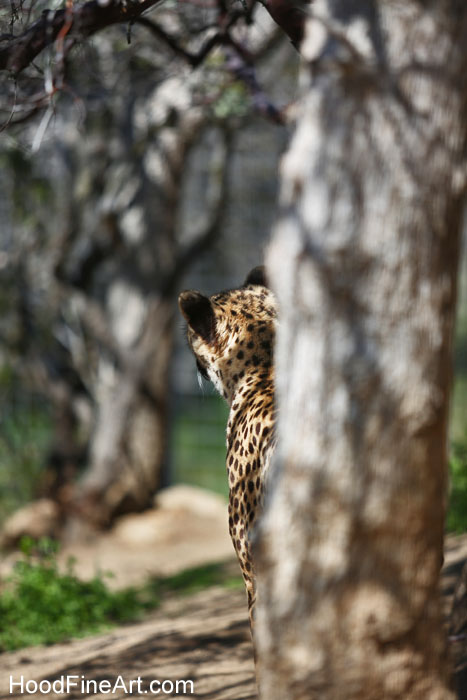 southern cheetah
