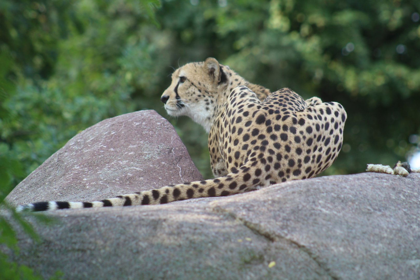 Southern Cheetah