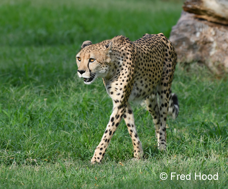southern cheetah