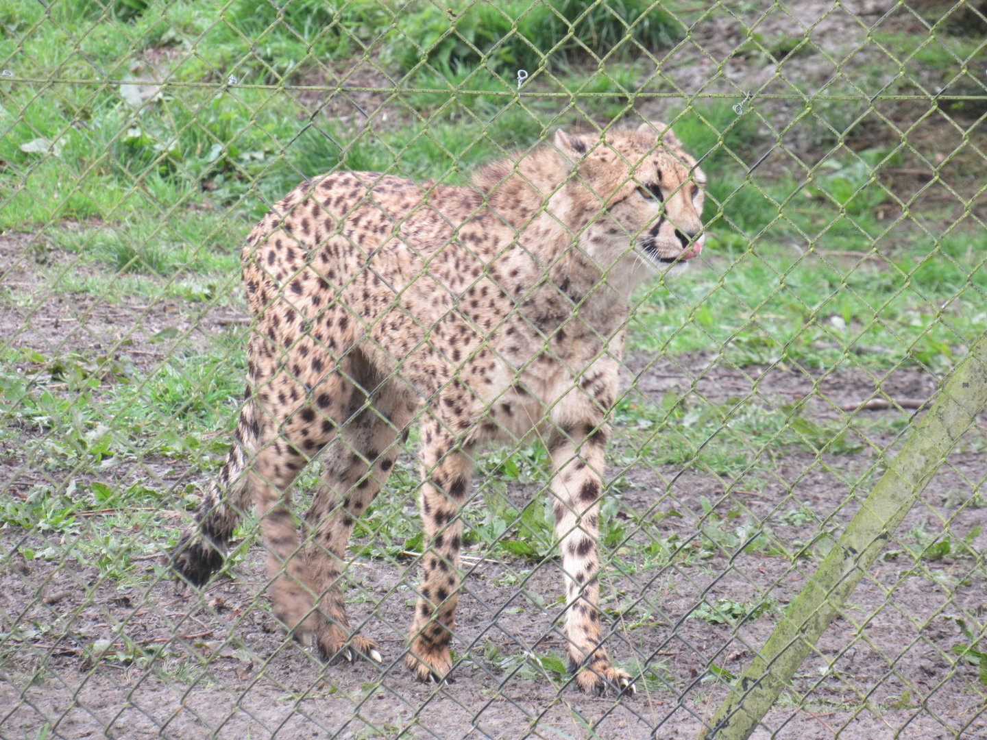 Southern Cheetah