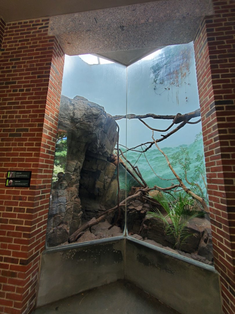 Southern Coati Exhibit - August 2021