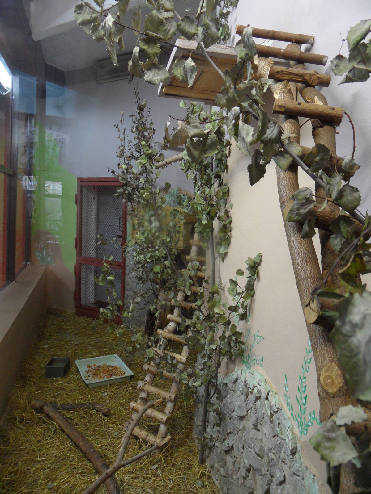 Southern coati exhibit