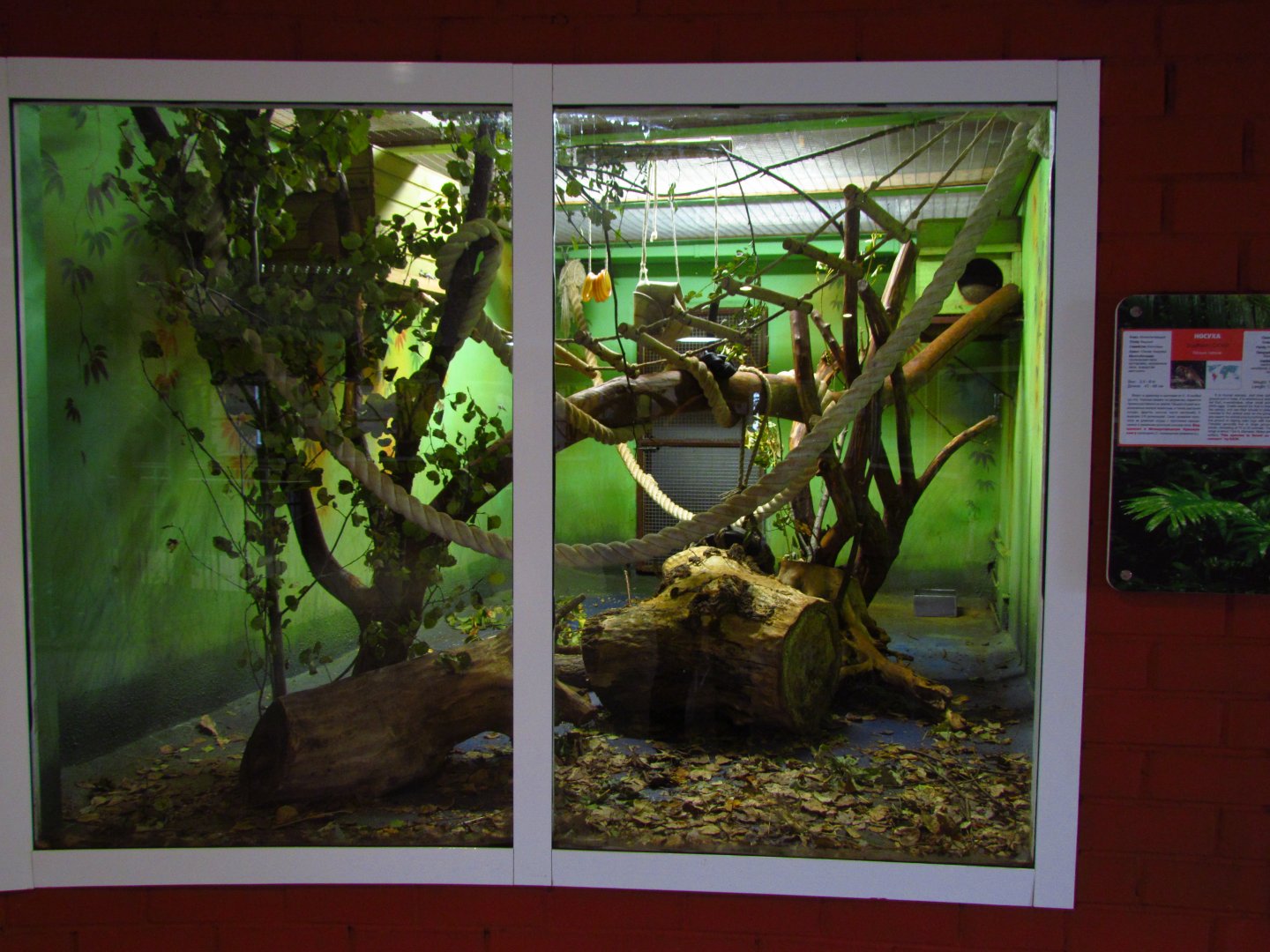 Southern coati exhibit