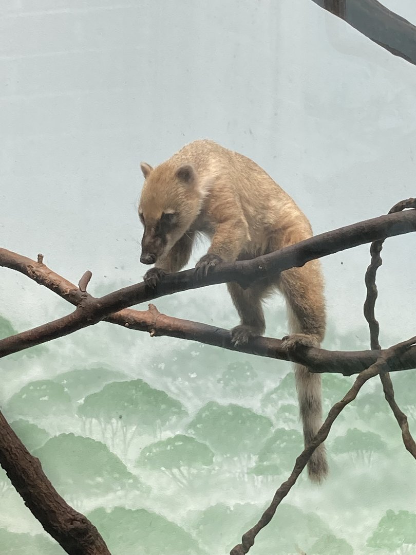Southern Coati