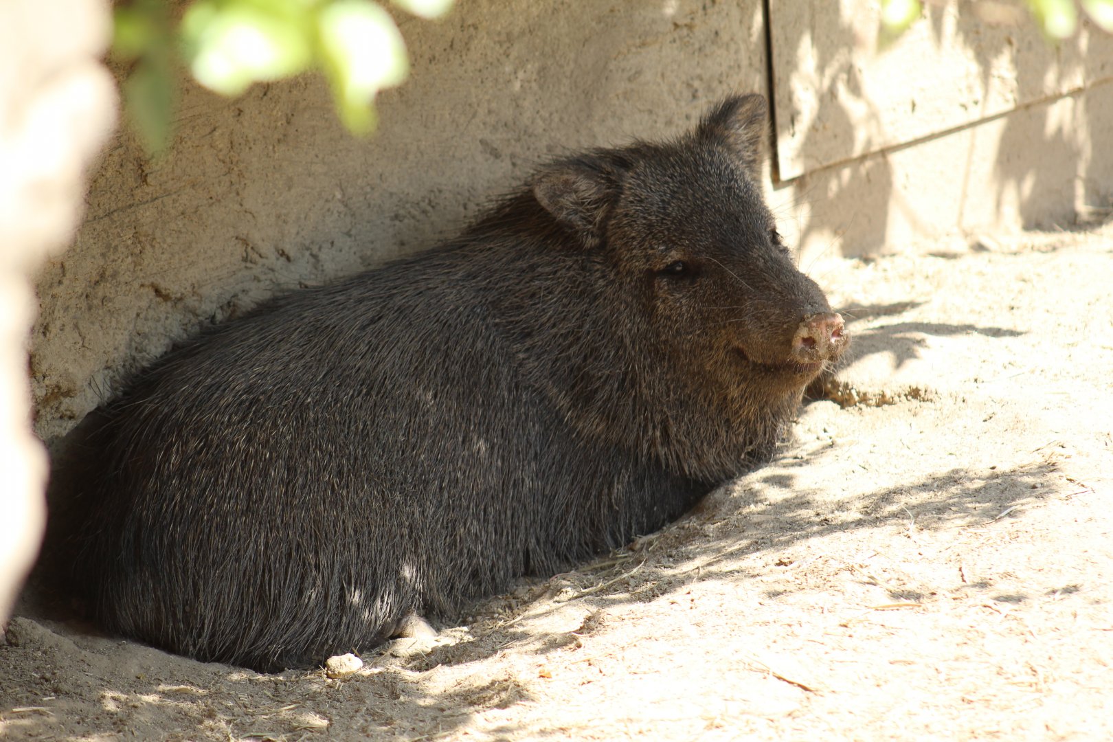 Southern Collared Peccary