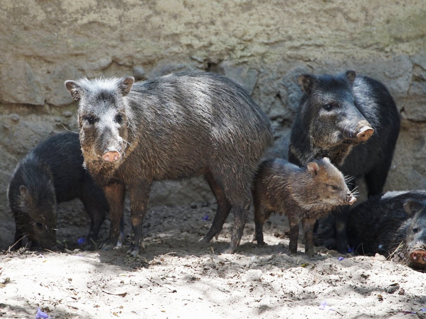 Southern Colored Peccary