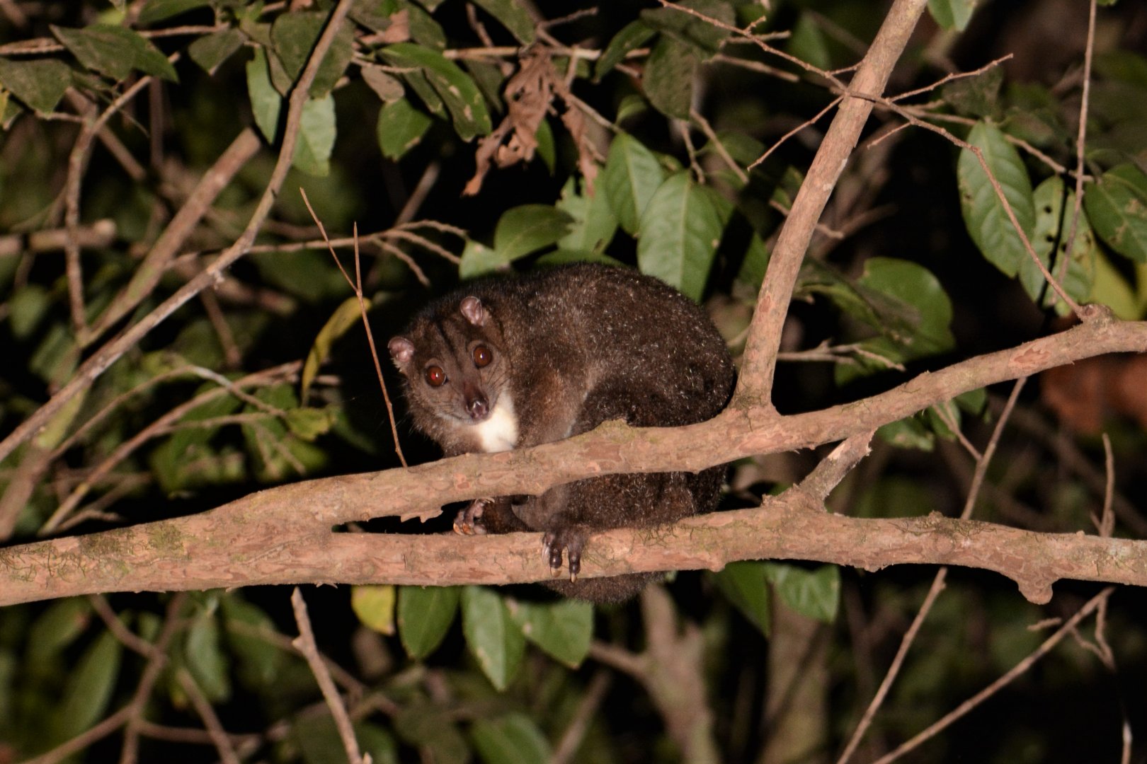 Southern Common Cuscus (Phalanger mimicus)