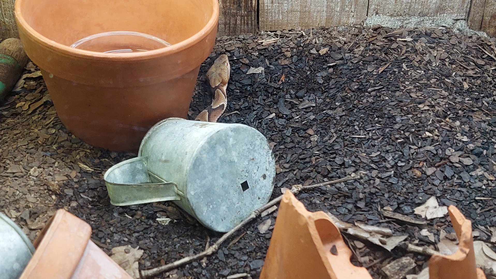 Southern copperhead (Agkistrodon contortix contortix)