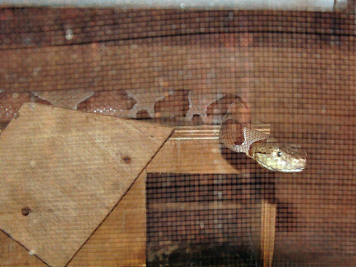 Southern Copperhead in Kishinev Zoo