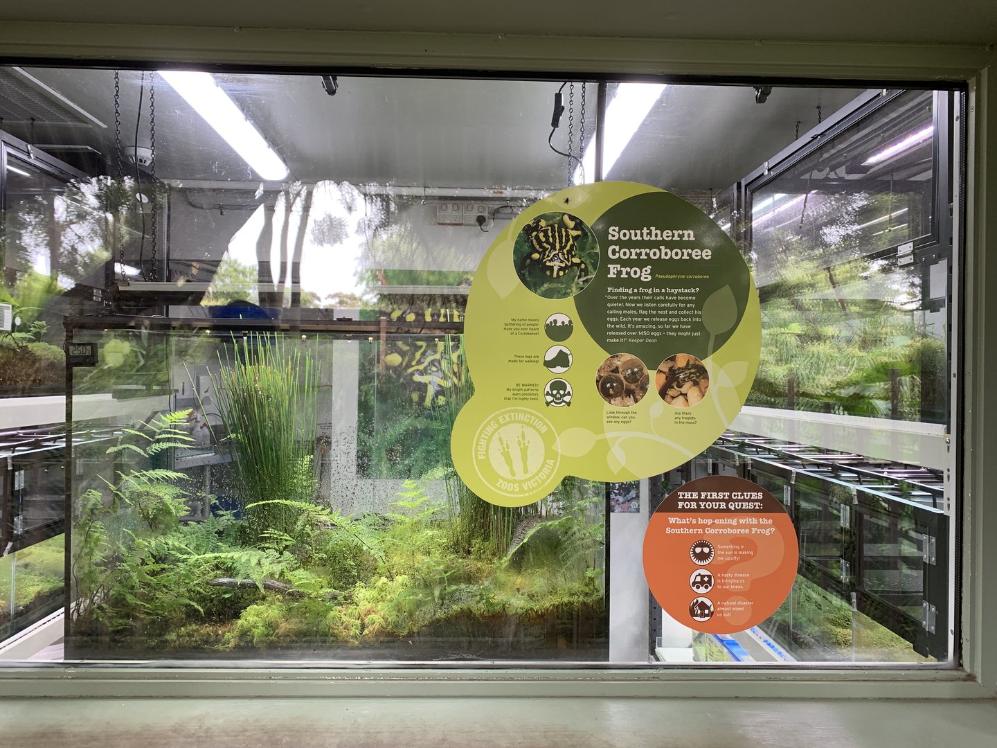 Southern Corroboree Frog Exhibit