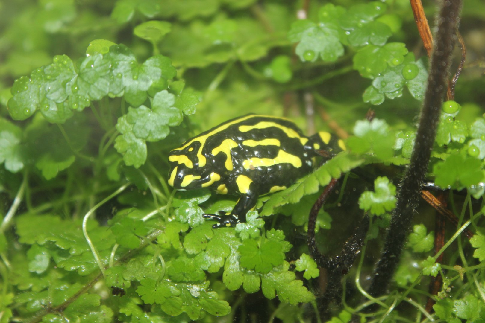 Southern Corroboree Frog (Pseudophryne corroboree)