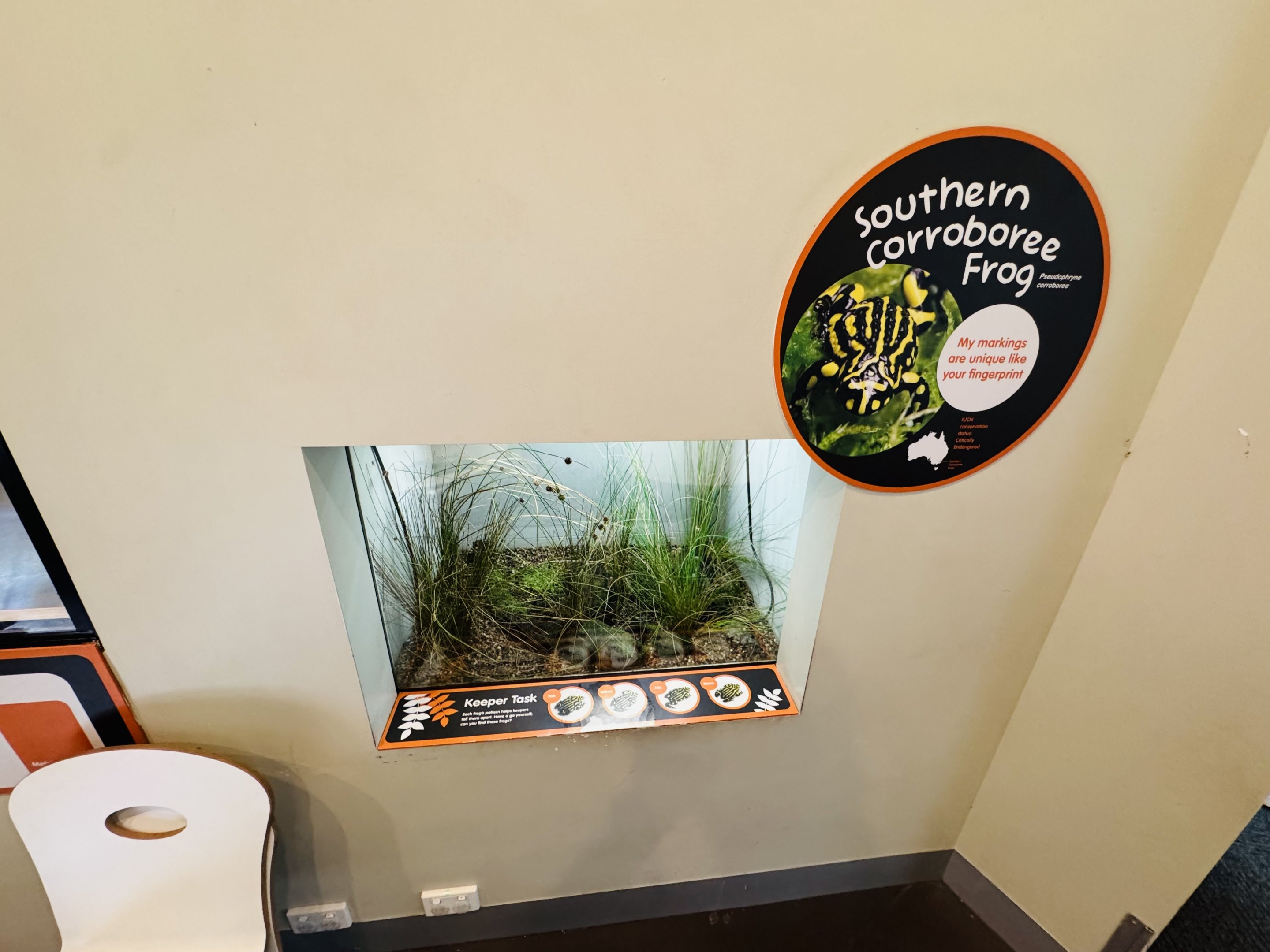 Southern corroboree frog tank
